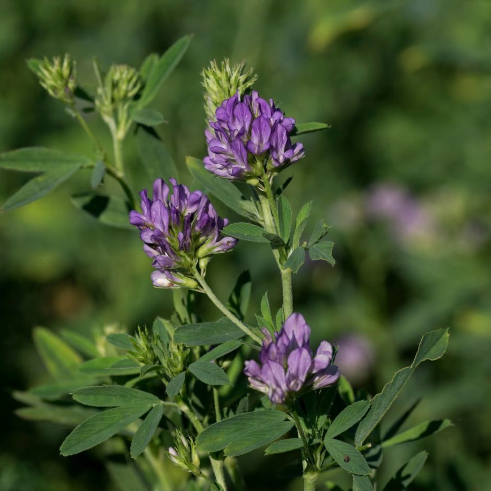 Benefits of Alfalfa for Dogs and Cats NHV Natural Pet Blog
