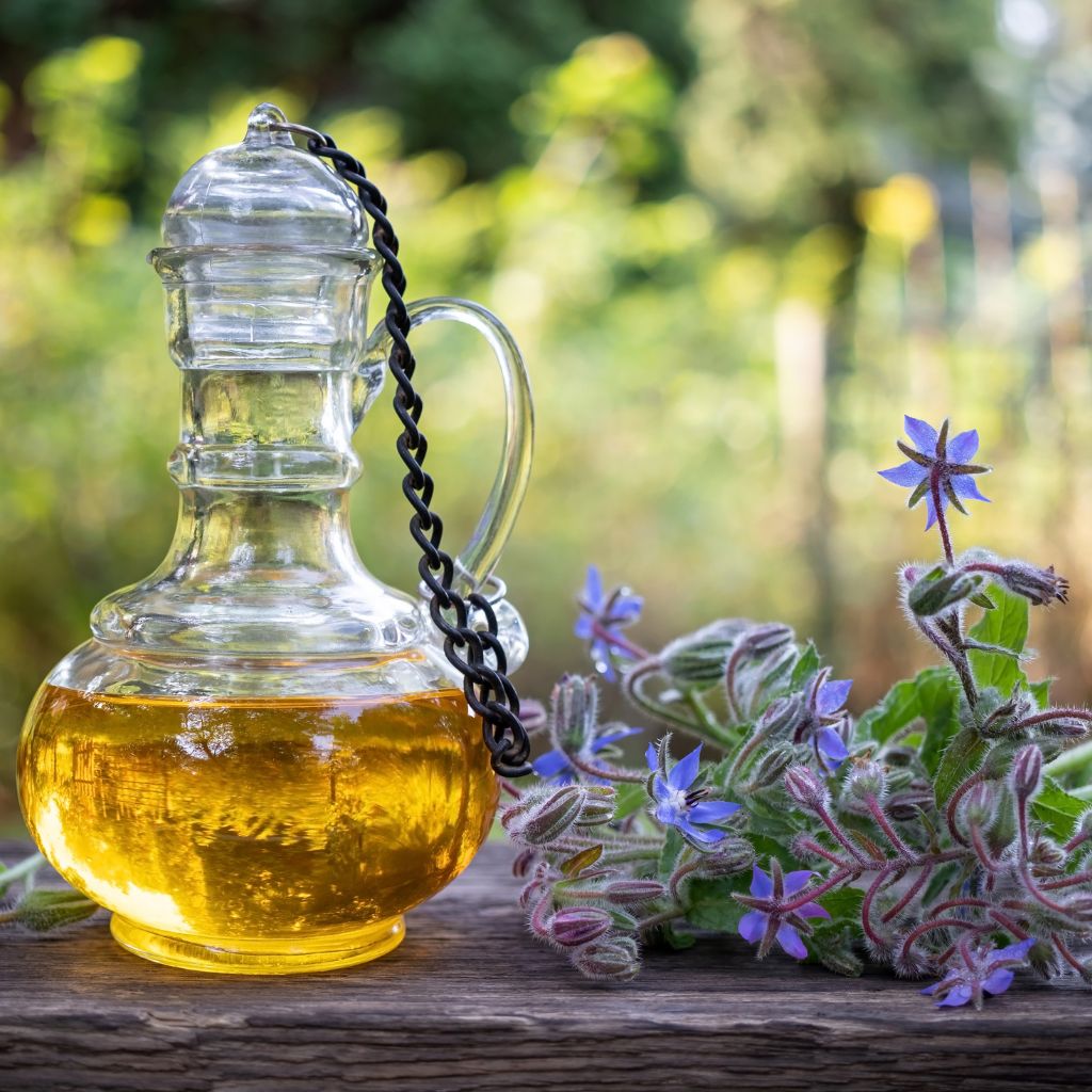 a glass bottle containing borage oil is sitting on a wooden table top with a bundle of borage flowers and stems sitting next to it. safely using the borage plant for dogs and cats