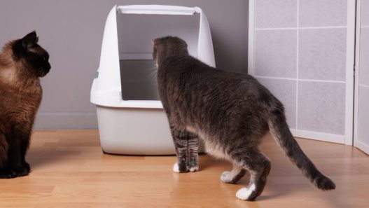 cat looking into litter box. another cat sitting to the side. do cats eat poop.