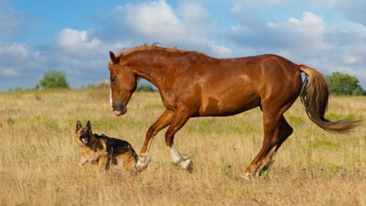 Brown horse running with a German shepherd in a field on a sunny day. Comparing symptoms of Cushing's disease in dogs and cats.