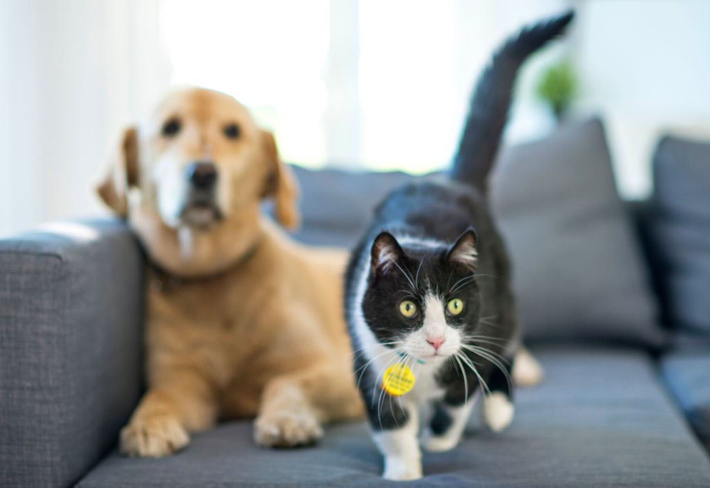 Tuxedo cat walking on a couch with a labrador dog sitting behind. Comparing the symptoms of Cushing's disease in dogs and cats.