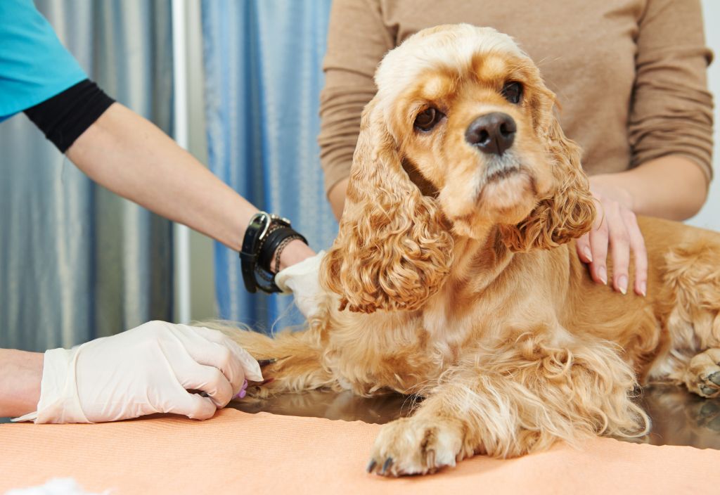 Brown spaniel dog getting a blood test. Blood tests are one of the methods used to confirm diagnosis if there are symptoms of Cushing's disease in dogs. 