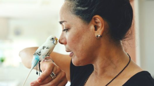 Small pet bird perched on a woman's hand and resting their beak lovingly on her nose. How to take care of a bird