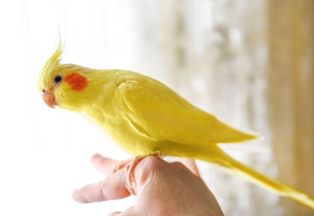 Yellow cockatiel perched on a human's hand in front of a living room window