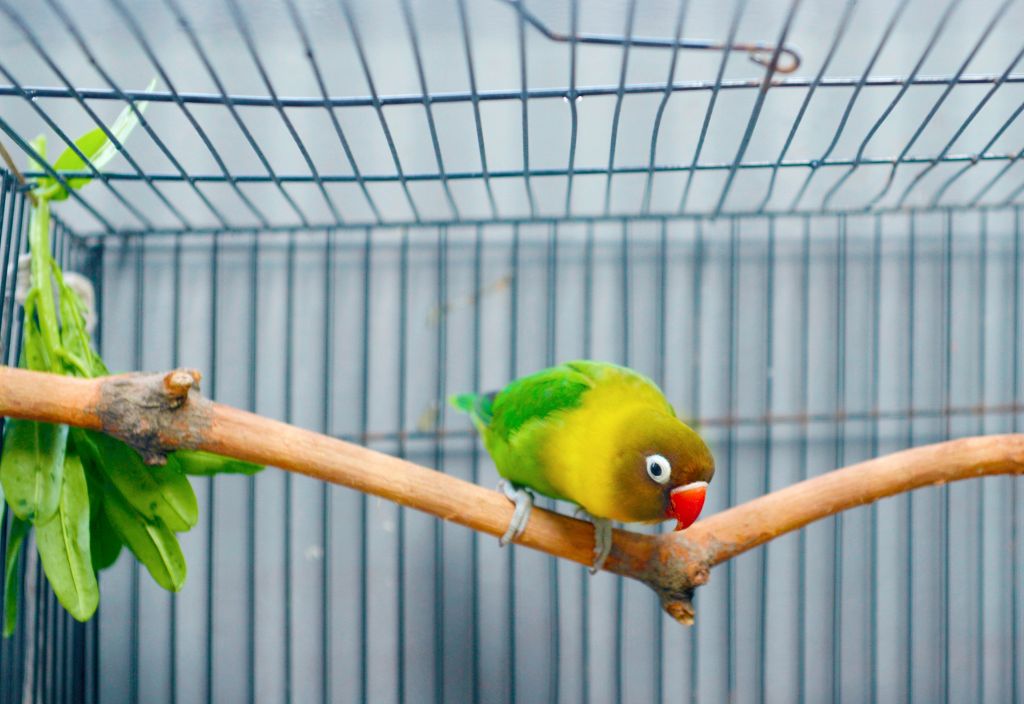 A lovebird perched on a branch inside of a bird cage. An example of how to take care of a bird and provide enrichment