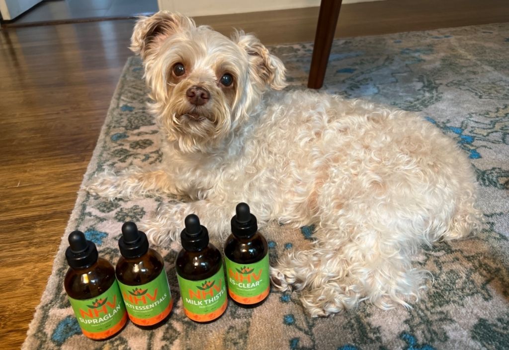 Pooka laying on a carpet next to his natural remedies for cushing's disease in dogs. (Supraglan, Multi Essentials, Milk Thistle, and ES-Clear)