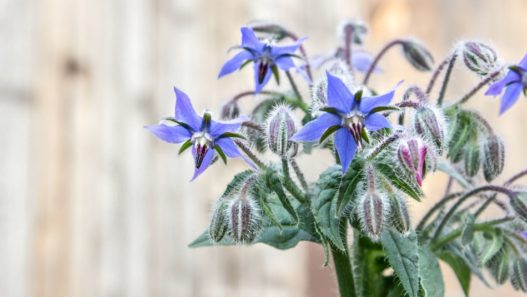 a bundle of borage flowers with stems and pods to the right of the frame. safely using the borage plant for dogs and cats.