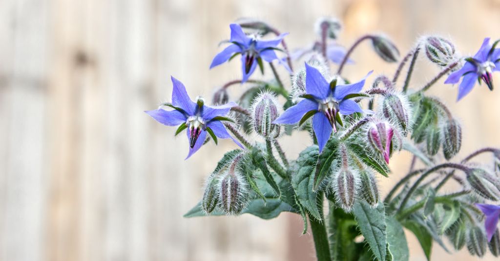 a bundle of borage flowers with stems and pods to the right of the frame. safely using the borage plant for dogs and cats.