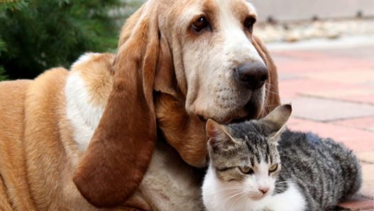 Basset hound dog laying on the floor snuggled up to a tabby cat
