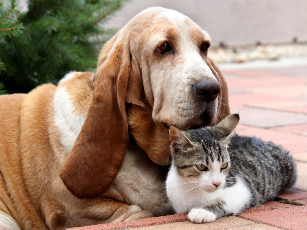 床に寝そべってトラ猫に寄り添うバセットハウンド犬