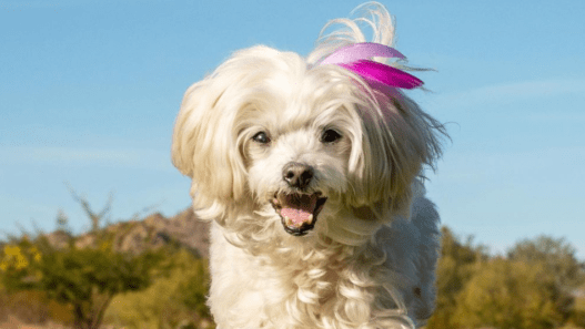 maltese dog with dementia