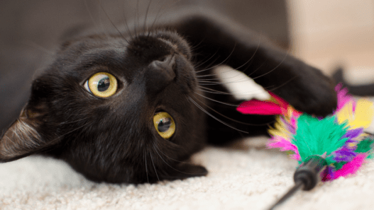 A black cat playing with cat and dog enrichment toys.