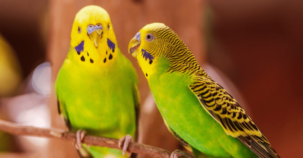 Budgerigar parrot