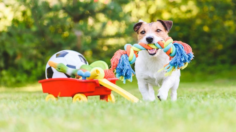 jack russell terrier dog carrying a colorful rope toy in their mouth. they have a child's wheelbarrow full of toys. dog enrichment ideas.