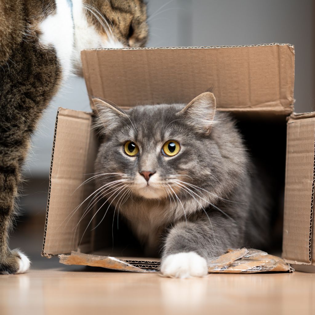 A fluffy gray tabby cat stepping out of a cardboard box while another cat is sniffing the top of the box. 
