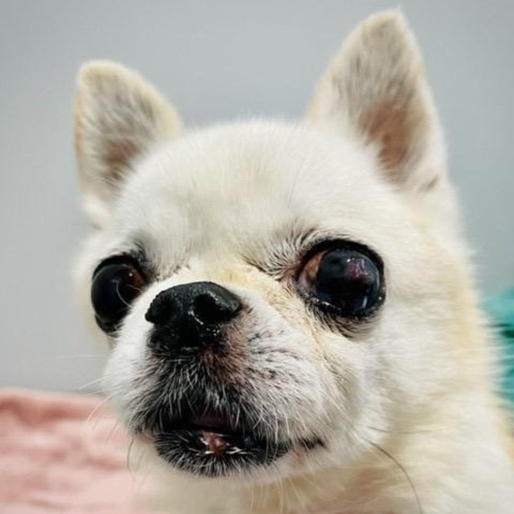Close up photo of a small white senior chihuahua with upright ears and dark eyes. The image is cropped into a circular frame. 
