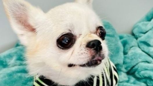 close up shot of a small white colored senior apple head chihuahua. traveling internationally with a dog.