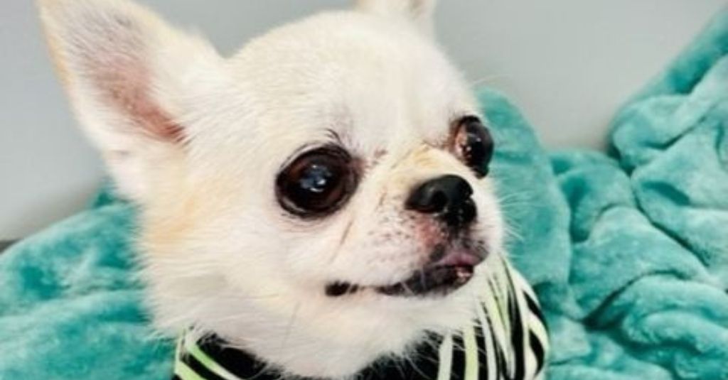 close up shot of a small white colored senior apple head chihuahua. traveling internationally with a dog.