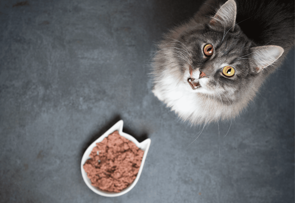 Photo of a cat-shaped bowl of raw food for cats and dogs seen from above with a gray cat sitting next to it, looking up, with its tongue out. 