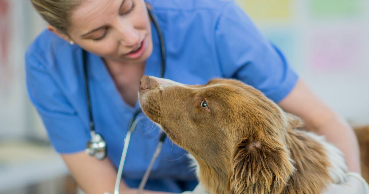 Hypothyroidism in Dogs: Causes, Symptoms, Treatment and Support