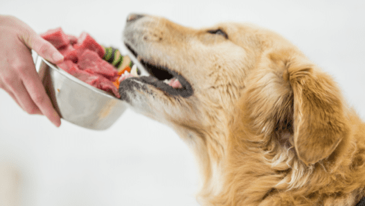 Image of a hand giving a Golden Retriever dog a bowl of raw food for cats and dogs.