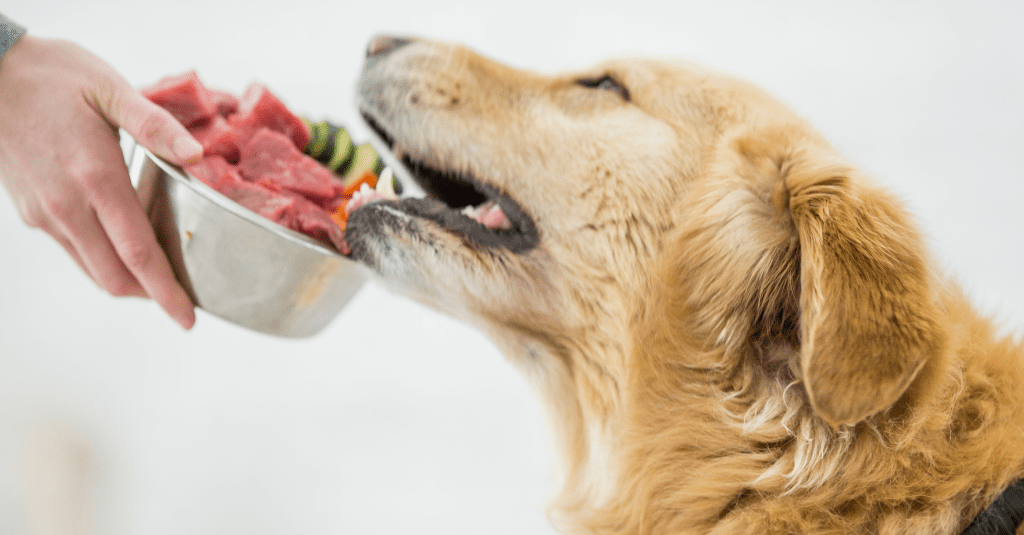 Image of a hand giving a Golden Retriever dog a bowl of raw food for cats and dogs.