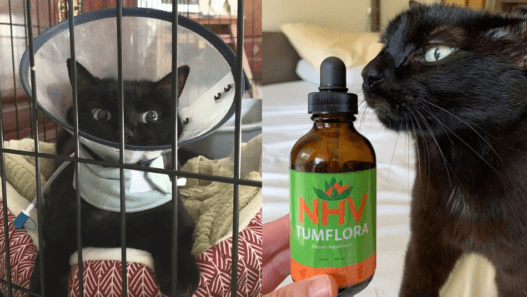 Collage with two photos of Boris, a black cat with inflammatory bowel disease in cats. In the first image he is wearing a cone and is inside a crate. On the second picure he is smelling a bottle of Tumflora, a herbal supplement that helps address inflammatory bowel disease in cats naturally.