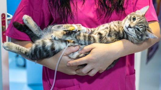 Image of really sick cat with FIP in cats being carried by a vet assistant.
