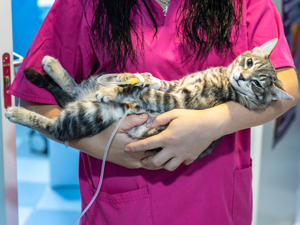 Imagem de um gato realmente doente com PIF em gatos sendo carregado por um veterinário assistente.