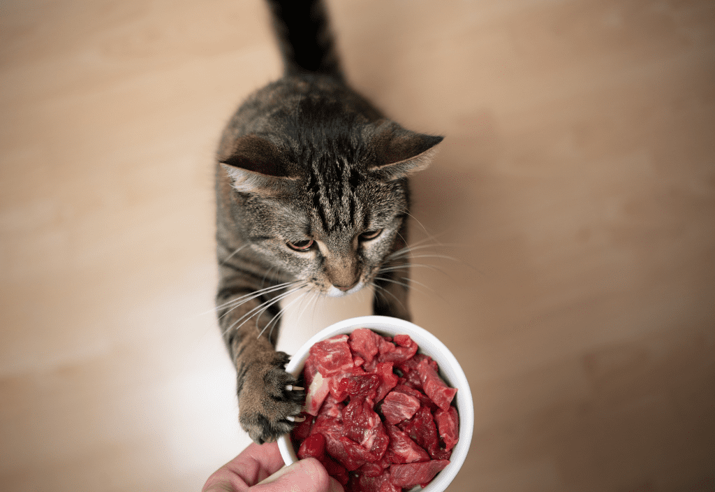 Photo of a tabby cat trying to catch a bowl of raw food for cats and dogs from a human's hand with his paws. 