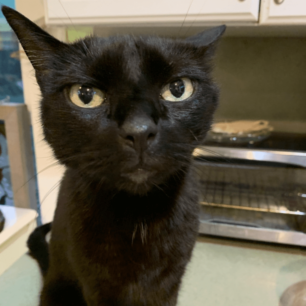 Boris, a black cat with copper eyes, sits in a kitchen counter and looks at the camera. Blog post about Inflammatory bowel disease in cats. 