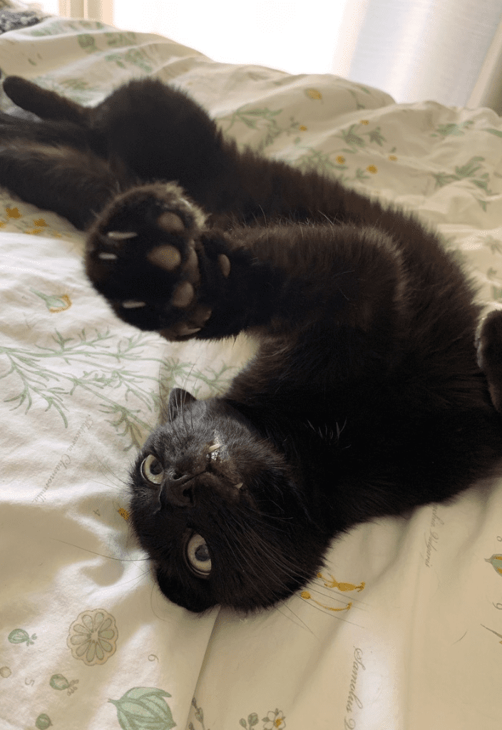 Photo of a black cat laying down on a bed with his belly up to illustrate inflammatory bowel disease in cats. 