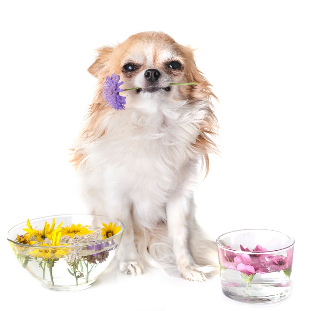A brown and white longhaired chihuahua sitting with a purple flower in their mouth and with two small bowls of flowers on either side of them. 