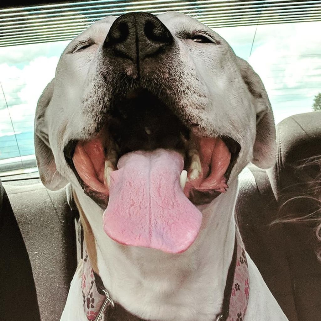 Photo of Marley, a white Pit Bull dog with the tongue sticking out. 
