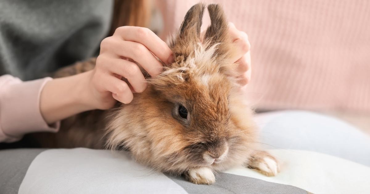 Are small exotic pets the perfect match for your family?