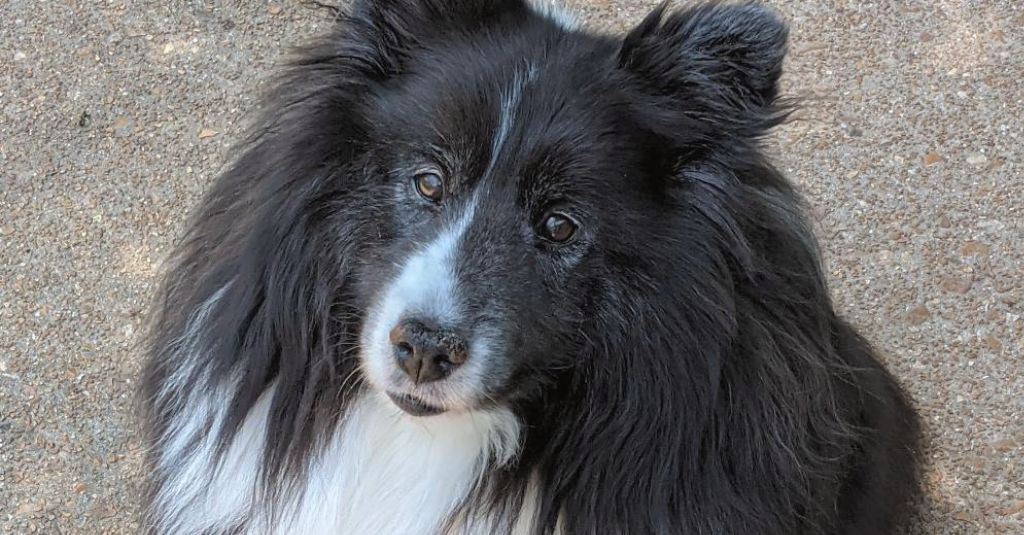 Image of Marnie a black and white furry dog that has gallbladder and liver problems in dogs like Marnie