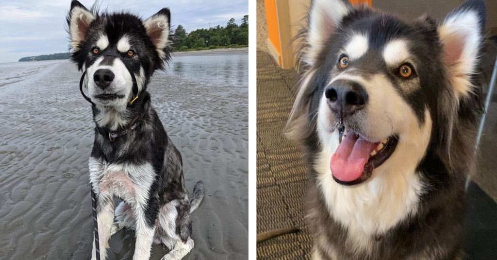 Before and after photo of Brando the wolf hybrid dog. 