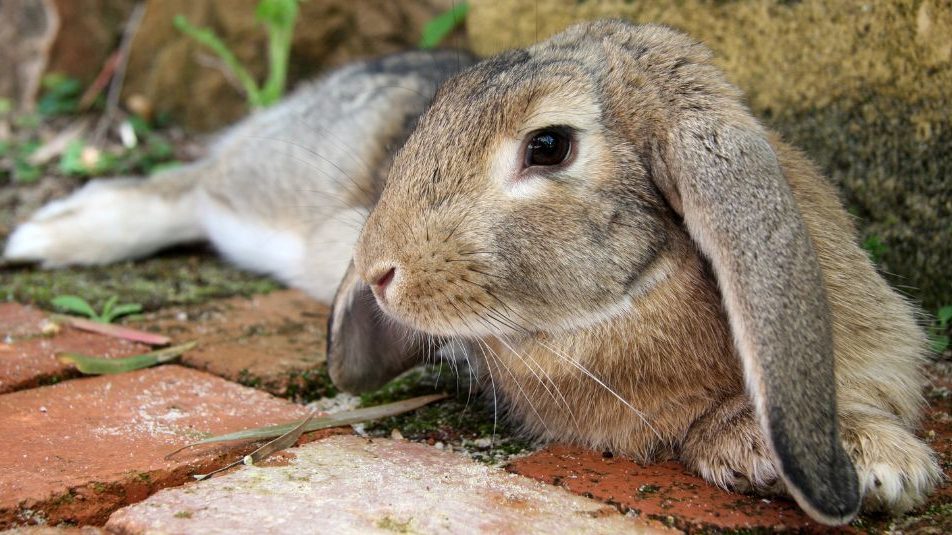 Image of a gray bunny with very long ears to illustrate an article about rabbit head tilt and e. cuniculi in bunnies.