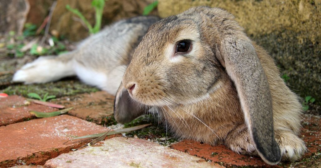 Image of a gray bunny with very long ears to illustrate an article about rabbit head tilt and e. cuniculi in bunnies.