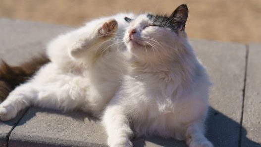 White cat itching his head as an example of skin issues in pets to talk about ringworm treatment for cats and dogs.
