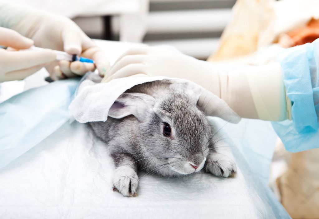 Photo of two vet professionals drawing blood from a gray bunny to diagnose the dreadful rabbit head tilt and E. cuniculi in bunnies. 