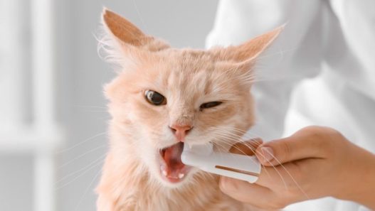 Photo of a ginger cat having their teeth brushed by a human to illustrate Stomatitis and how you can help