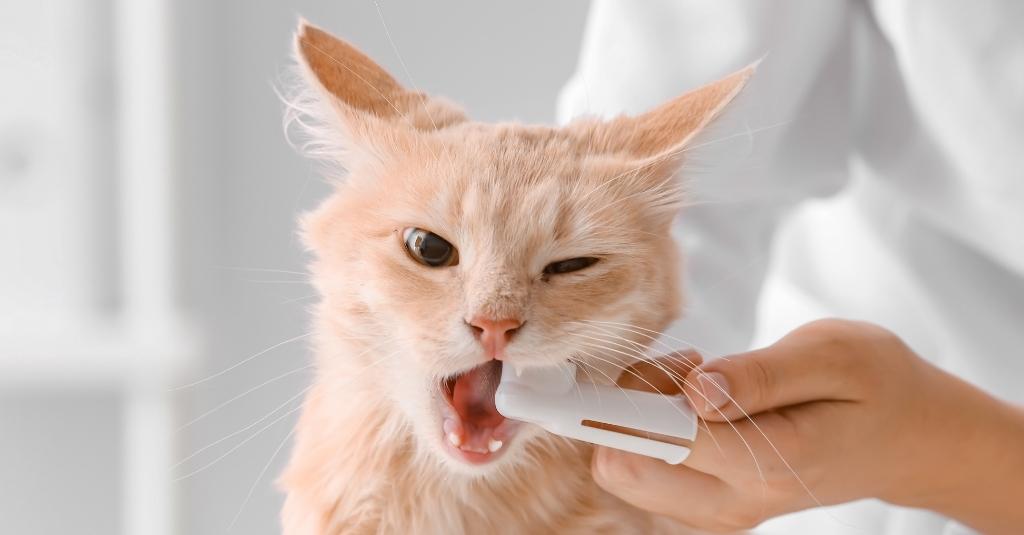 Photo of a ginger cat having their teeth brushed by a human to illustrate Stomatitis and how you can help