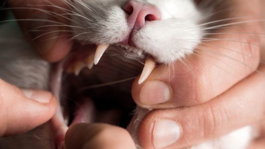 Photo of a hand examining a cat's tooth to represent tooth resorption in cats and dogs.