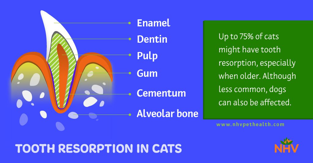 Infographic of cat's tooth to explain about tooth absorption in cats