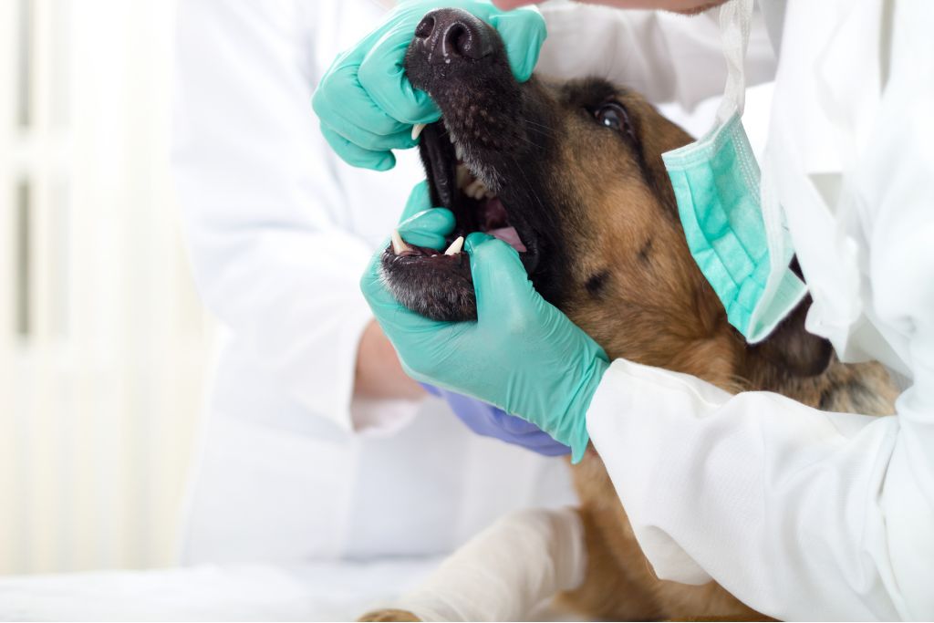 Photo of a veterinarian with blue gloves examining a dog's mouth to diagnose tooth resorption