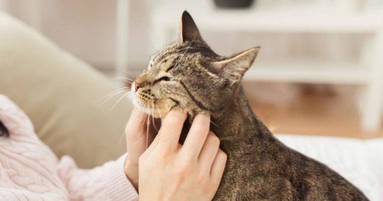 Managing Cat Stomatitis and Severe Symptoms