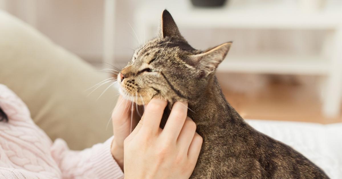Picture of a tabby cat being cuddles by a woman to illustrated cat stomatitis.