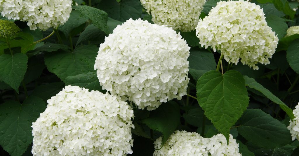 Closeup of a cluster of pale hydrangea flowers. is hydrangea poisonous for dogs and cats