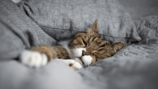 Photo of a tabby cat sleeping on gray sheets with eyes closed and looking sick as a representation of cat flu and respiratory viruses in pets.